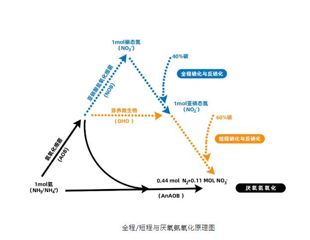 [碳中和] 低能耗技术之把厌氧氨氧化说清楚