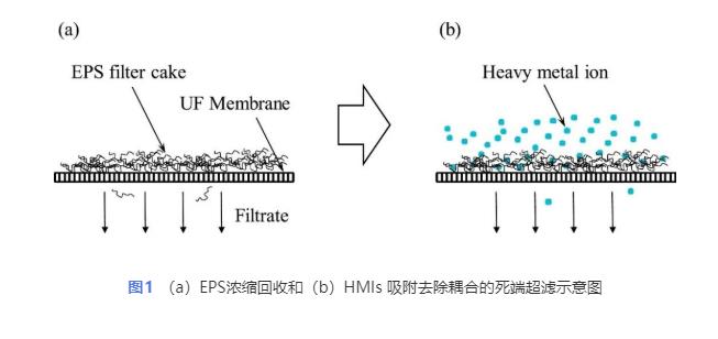 胞外聚合物回收与重金属离子去除耦合的超滤技术