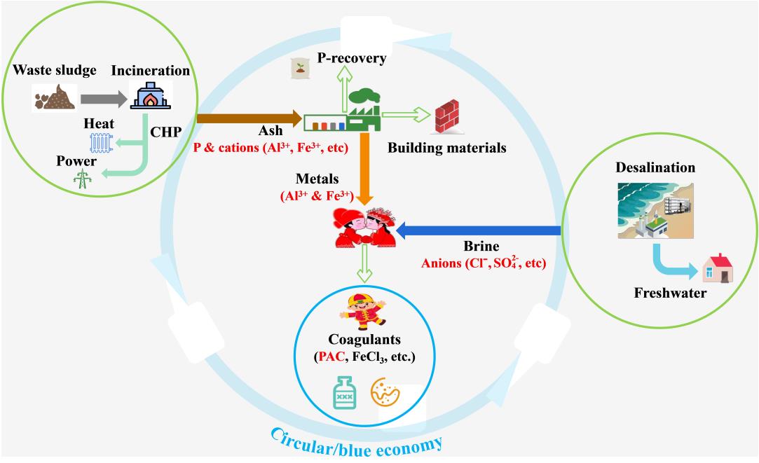 污泥焚烧灰分耦合海淡卤水生产混凝剂